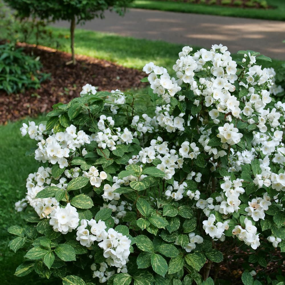 Illuminati Sparks™ Mock Orange (PHIL. ILLUMINATI SPARKS) - QT