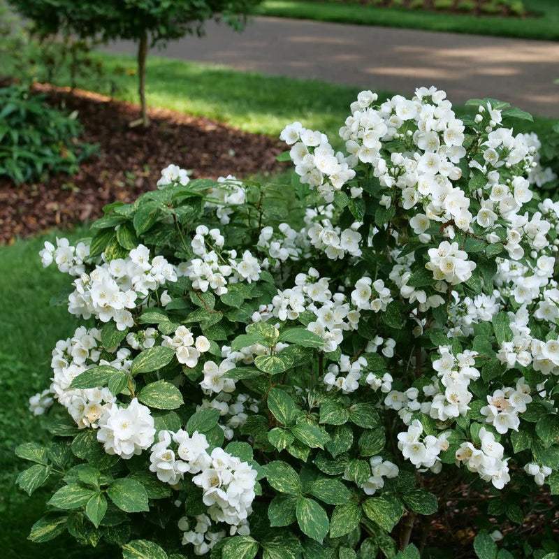 Illuminati Sparks™ Mock Orange (PHIL. ILLUMINATI SPARKS) - QT