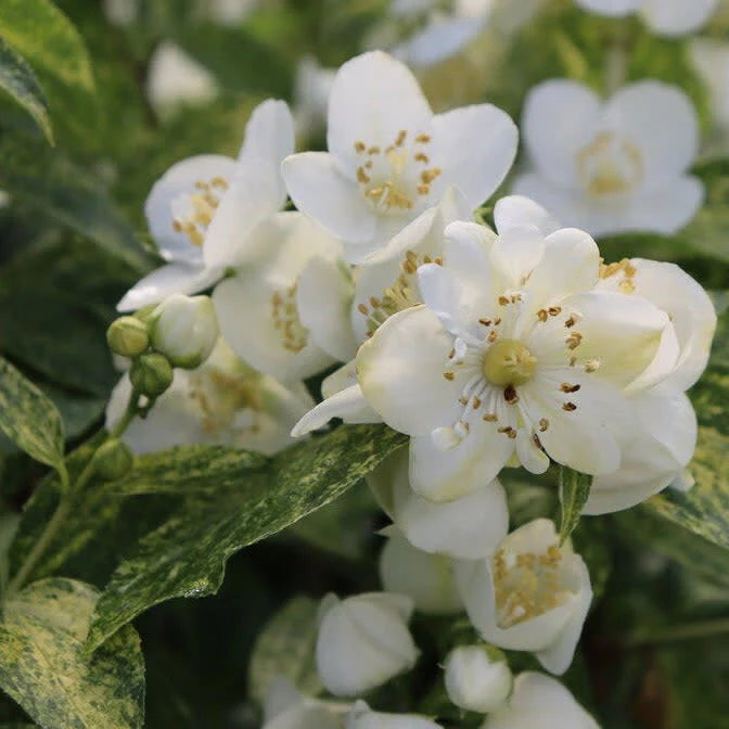Illuminati Sparks™ Mock Orange (PHIL. ILLUMINATI SPARKS) - QT