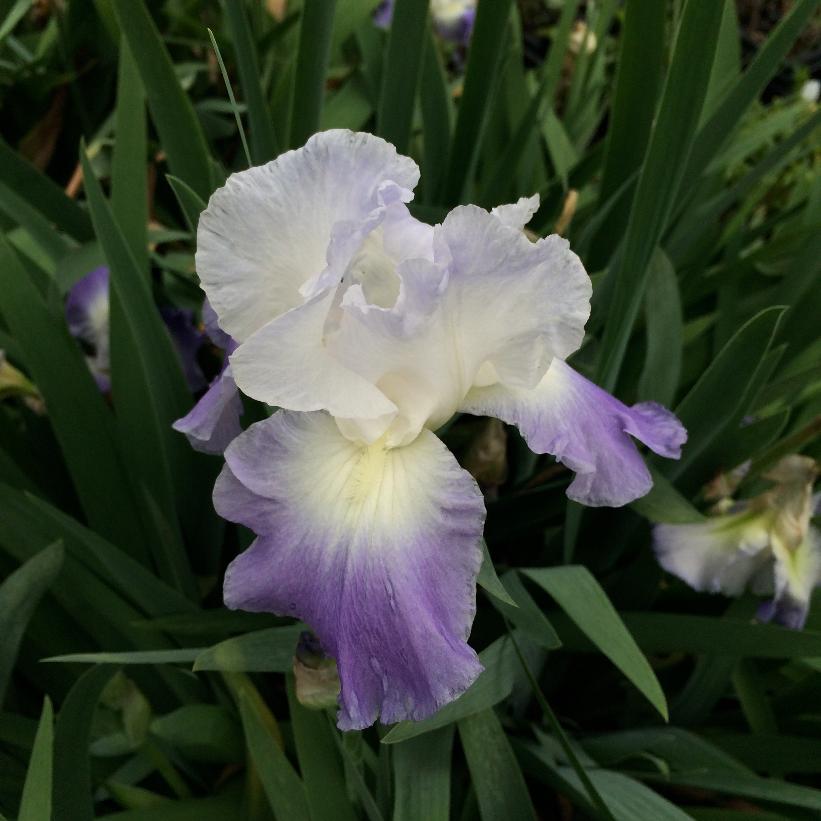 Clarence Bearded Iris (Iris germanica 'Clarence') - 1 gallon