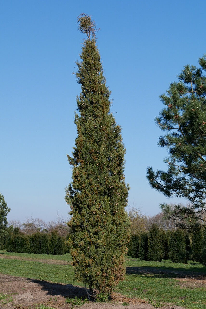 Italian Cypress (Cupressus sempervirens) - 1 gallon
