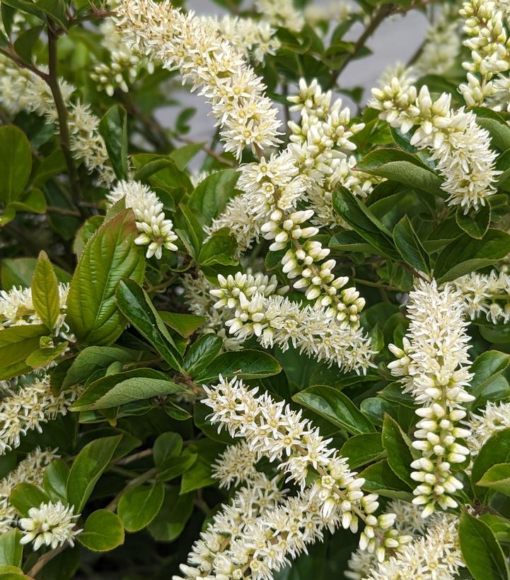 Itea Fountains of Rouge™ Virginia Sweetspire (Itea fountains 'Of Rouge') - 3 gallon