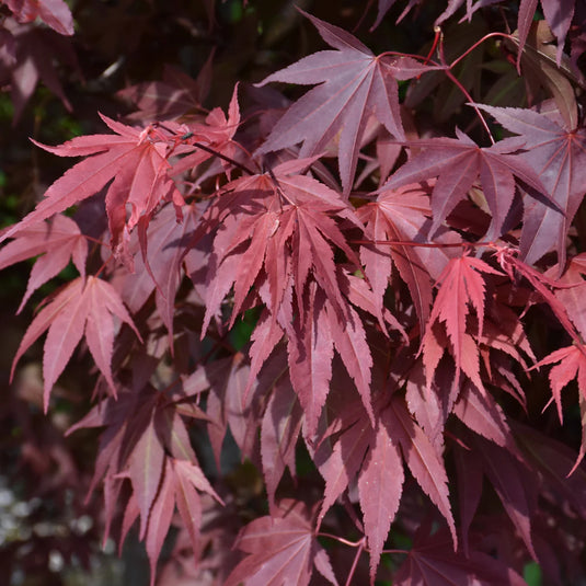 Image ACER PA. 'SAMURAI SWORD'™  G3 PW