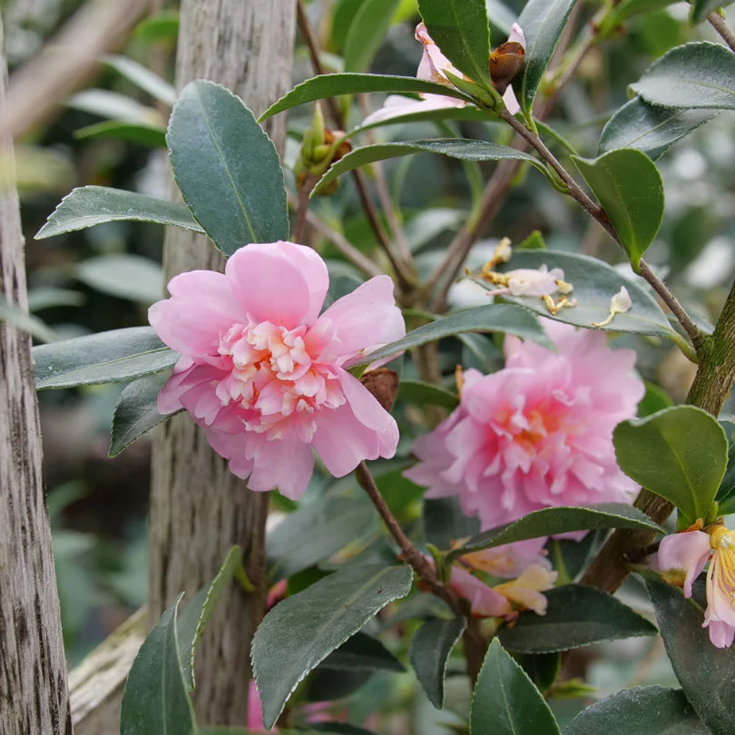 Just Chill® Double Pink Camellia (CAMELLIA JUST CHILL® DOUBLE PINK) - QT