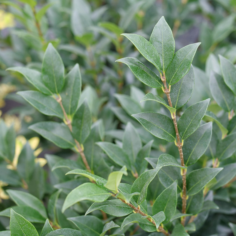 Kindly® Privet (LIGUSTRUM KINDLY) - QT