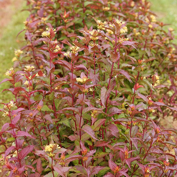 Kodiak® Red Bush Honeysuckle (DIERVILLA S. KODIAK® RED) - 2.0 QT