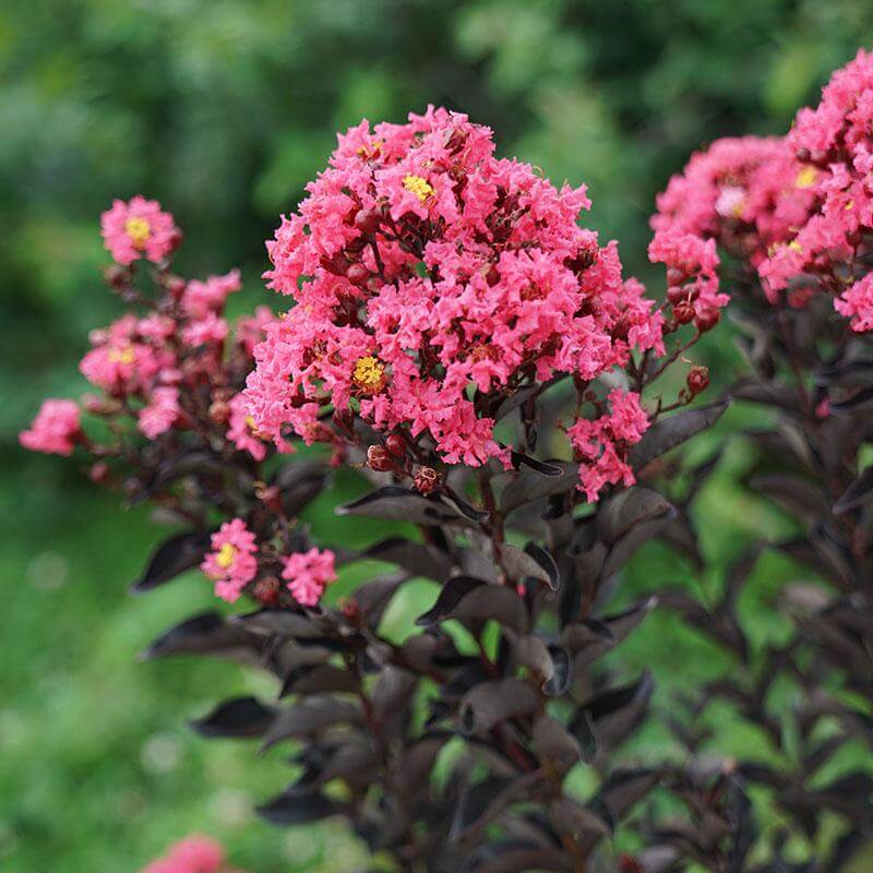 Center Stage® Coral Crape Myrtle (LAGERSTROEMIA CENTER STAGE® CORAL) - QT