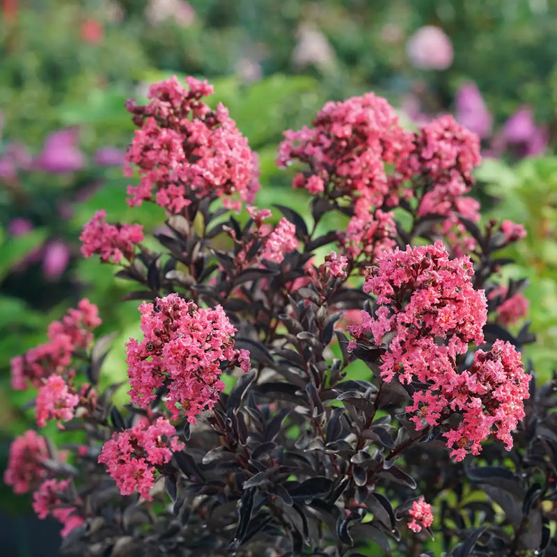 Center Stage® Pink Crape Myrtle (LAGERSTROEMIA CENTER STAGE® PINK) - QT