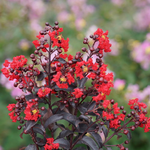 Center Stage® Red Crape Myrtle (LAGERSTROEMIA CENTER STAGE® RED) - QT