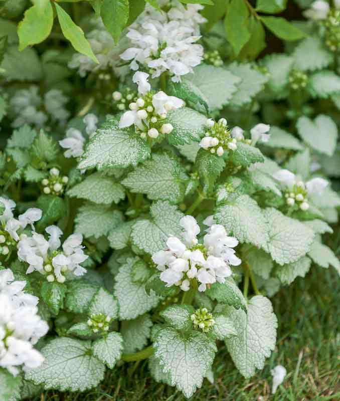 Alpine Currant (Ribes alpinum) - 2 gallon