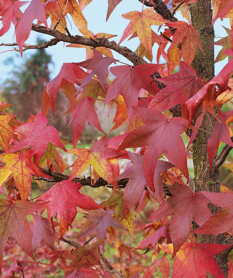 Happidaze Sweetgum (LIQUIDAMBAR HAPPIDAZE) - 3 gallon TREE
