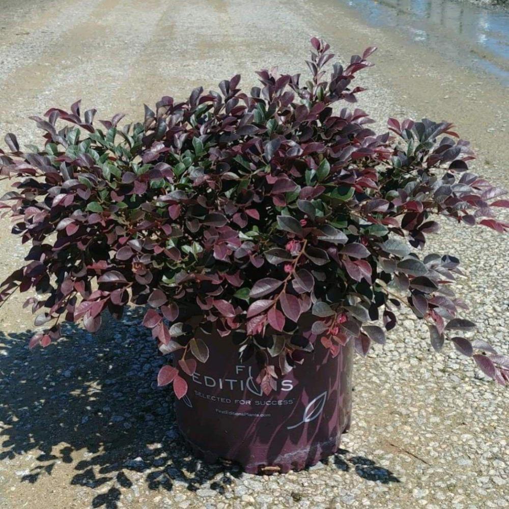 Crimson Fire Loropetalum (LOROPETALUM CRIMSON FIRE) - 3 gallon