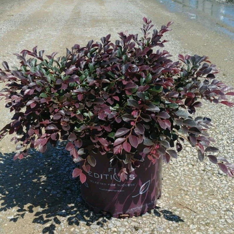 Crimson Fire Loropetalum (LOROPETALUM CRIMSON FIRE) - 3 gallon
