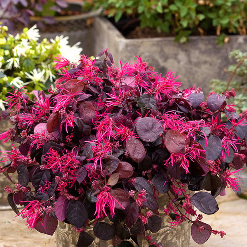 Jazz Hands Bold® Loropetalum (LOROPETALUM JAZZ HANDS BOLD) - QT