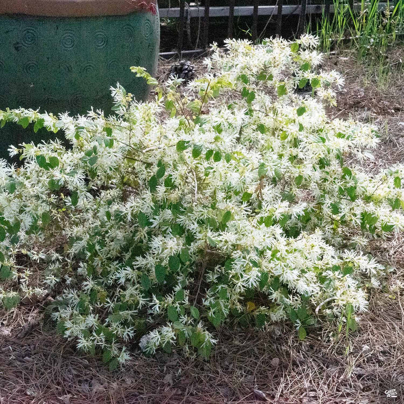 Jazz Hands® White Loropetalum (LOROPETALUM JAZZ HANDS® WHITE) - QT