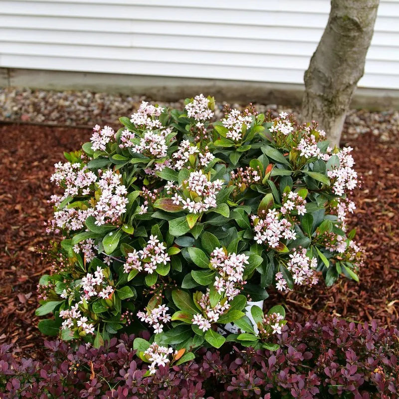 La Vida Grande® Indian Hawthorn (RHAPHIOLEPIS LA VIDA GRANDE) - QT
