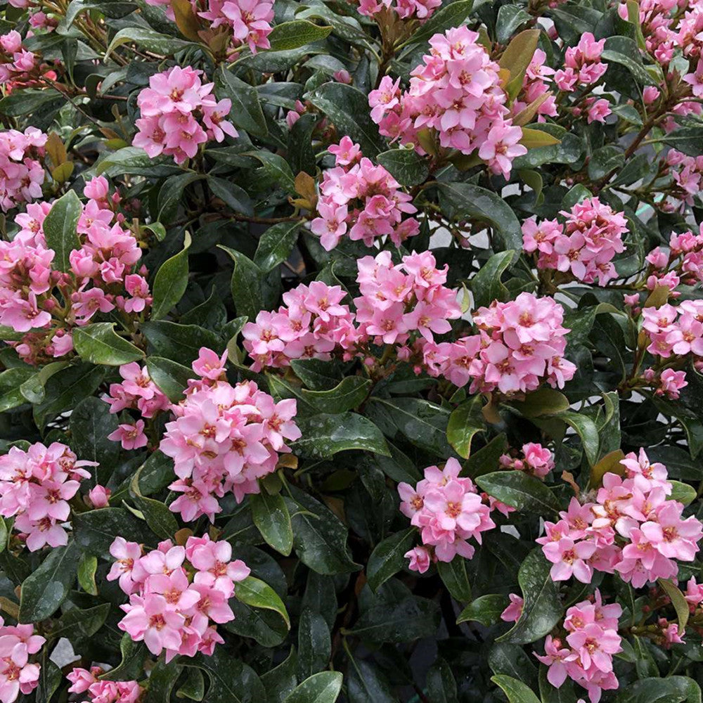 La Vida Más® Indian Hawthorn (RHAPHIOLEPIS LA VIDA MÁS) - QT