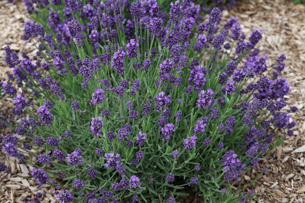 La Diva Eternal Grace Lavender (Lavandula LaDiva 'Eternal Grace') - QT