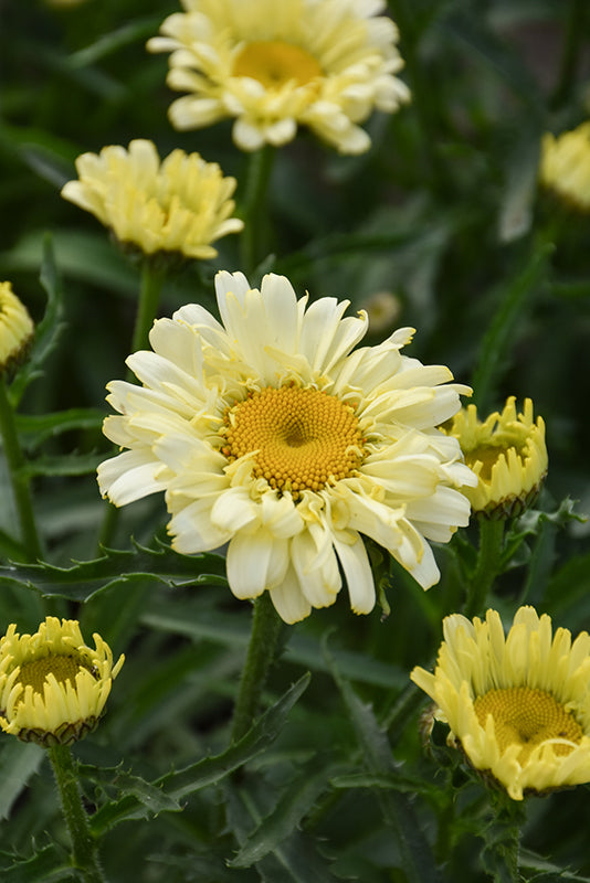 Sweet Daisy™ Izabel Shasta Daisy (Leucanthemum maximum 'Sweet Daisy® Izabel') - QT