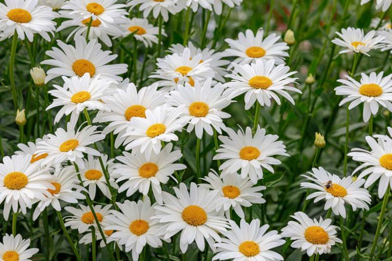 Dream Big Shasta Daisy (Leucanthemum x 'S Dream Big') - 1 gallon