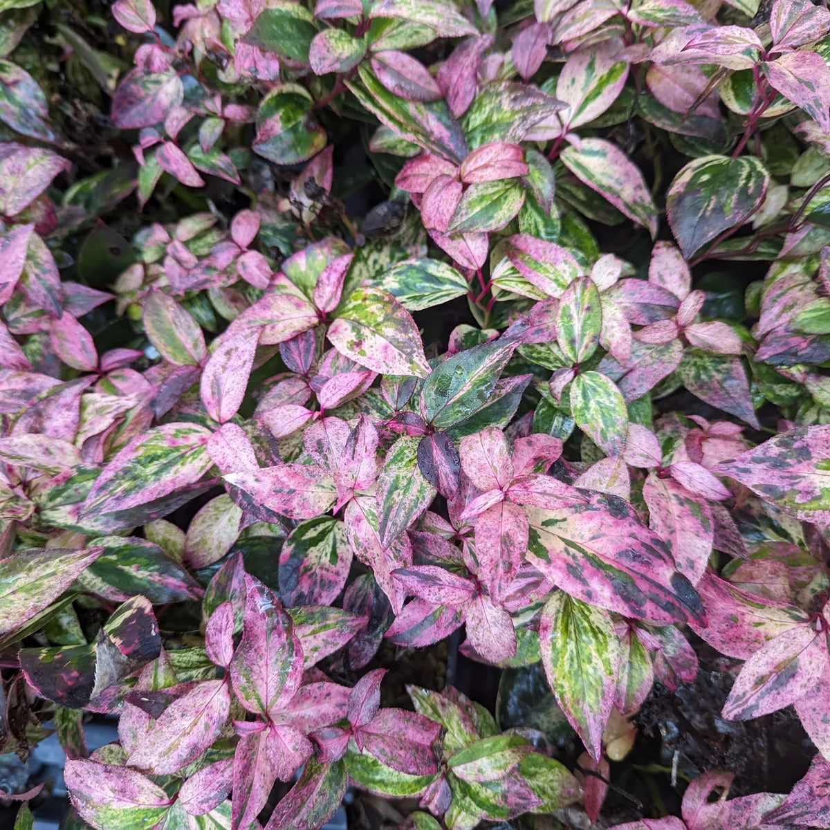 PAISLEY PUP® Leucothoe (Leucothoe fontanesiana 'SMNLFGRV') - QT