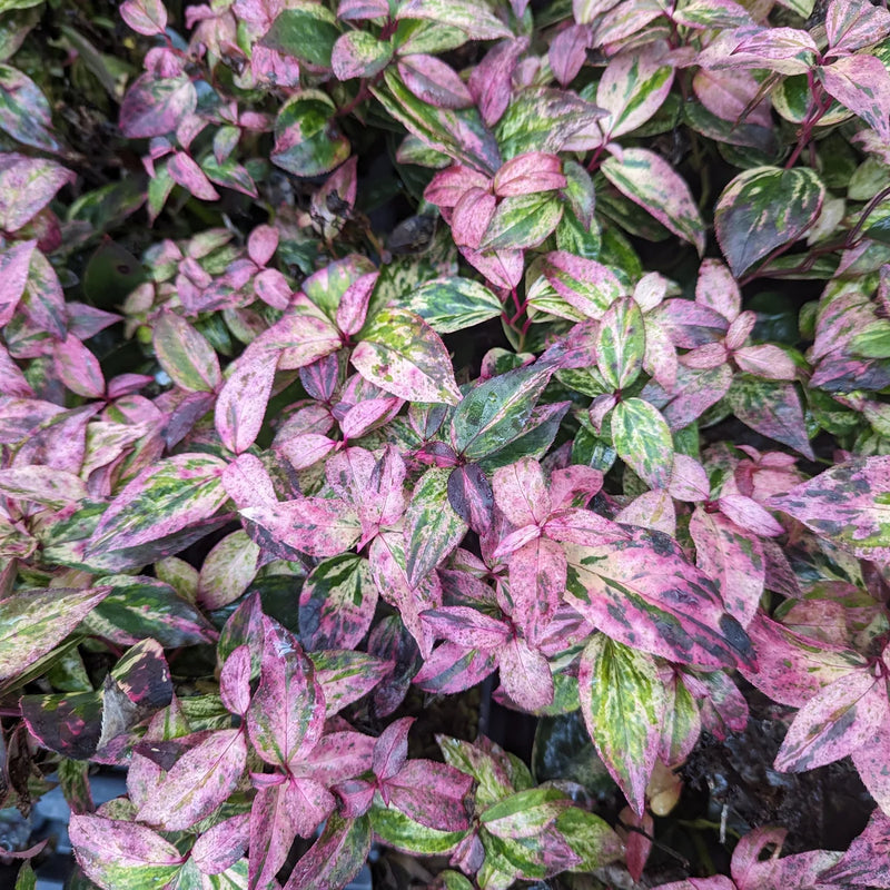 PAISLEY PUP® Leucothoe (Leucothoe fontanesiana 'SMNLFGRV') - QT