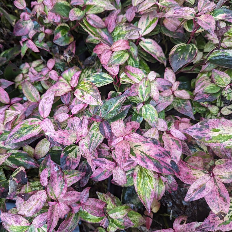 PAISLEY PUP® Leucothoe (Leucothoe fontanesiana 'SMNLFGRV') - 2 gallon 12"