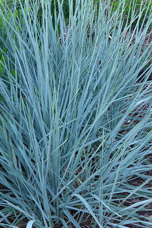 Blue Dune Lyme Grass (Leymus 'A. Blue Dune') - 1 gallon