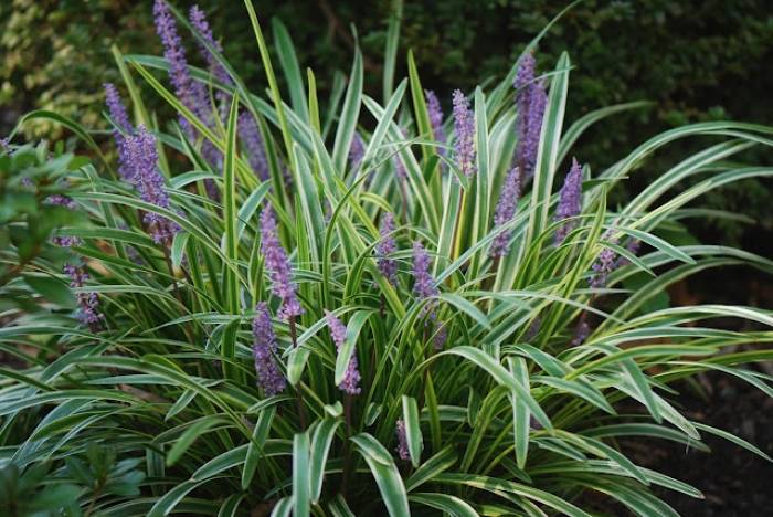 Silvery Sunproof Lily Turf (Liriope muscari 'Silvery Sunproof') - 1 gallon