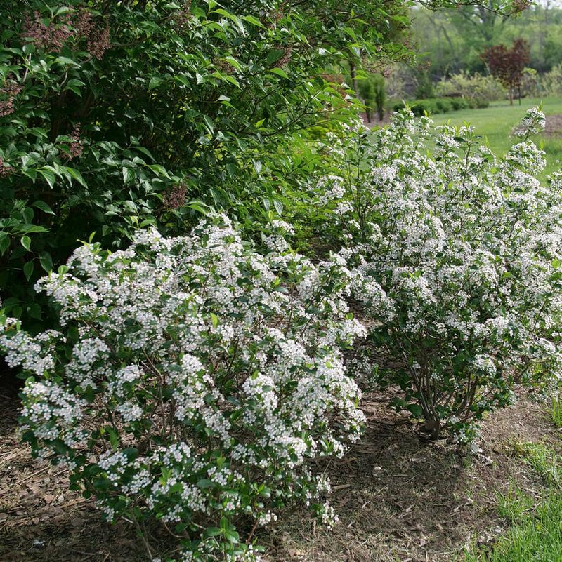 Low Scape Snowfire® Chokeberry (Aronia melanocarpa ‘Snowfire’) - QT