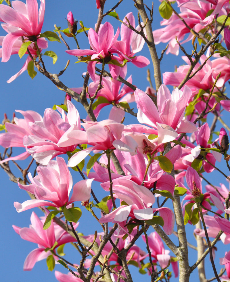 Susan Magnolia (Magnolia x 'Susan') - 3 gallon 36-42"
