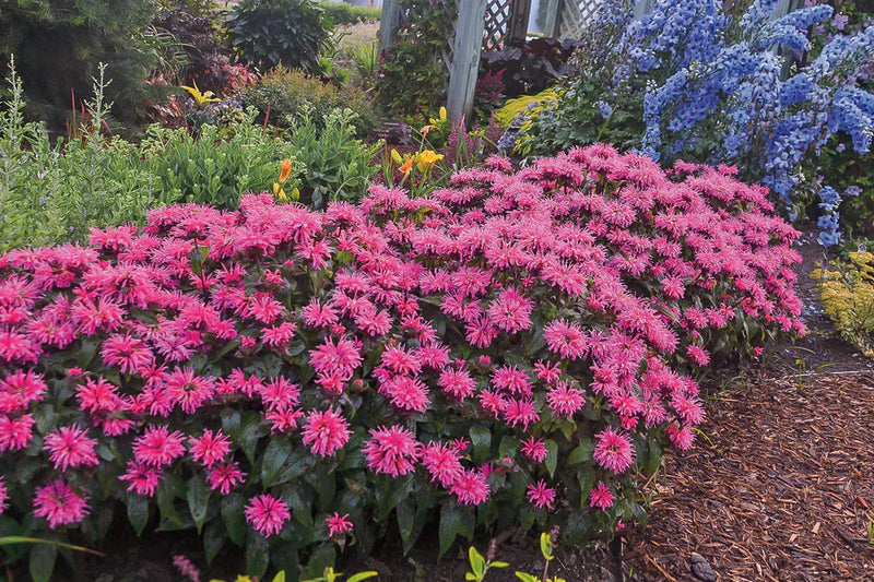 Sugar Buzz® Bubblegum Blast Bee Balm (Monarda 'Sugar Buzz Bubblegum Blast') - 1 gallon