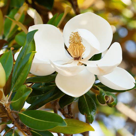 Little Gem Magnolia Tree (Magnolia grandiflora 'Little Gem') - 3 gallon
