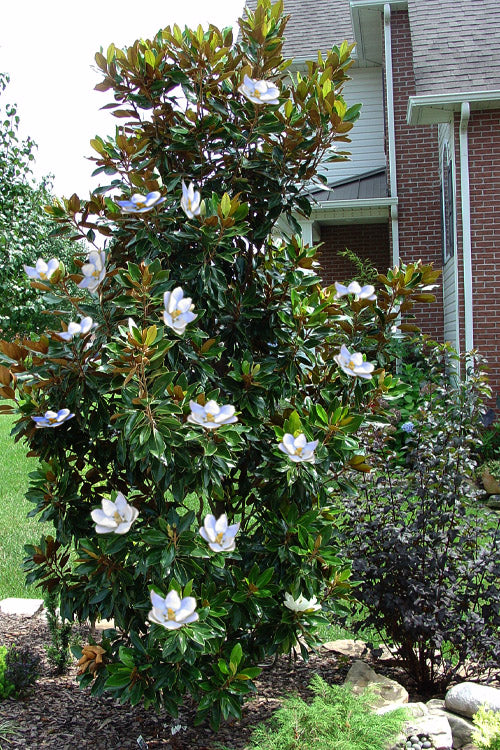 Little Gem Magnolia Tree (Magnolia grandiflora 'Little Gem') - 3 gallon