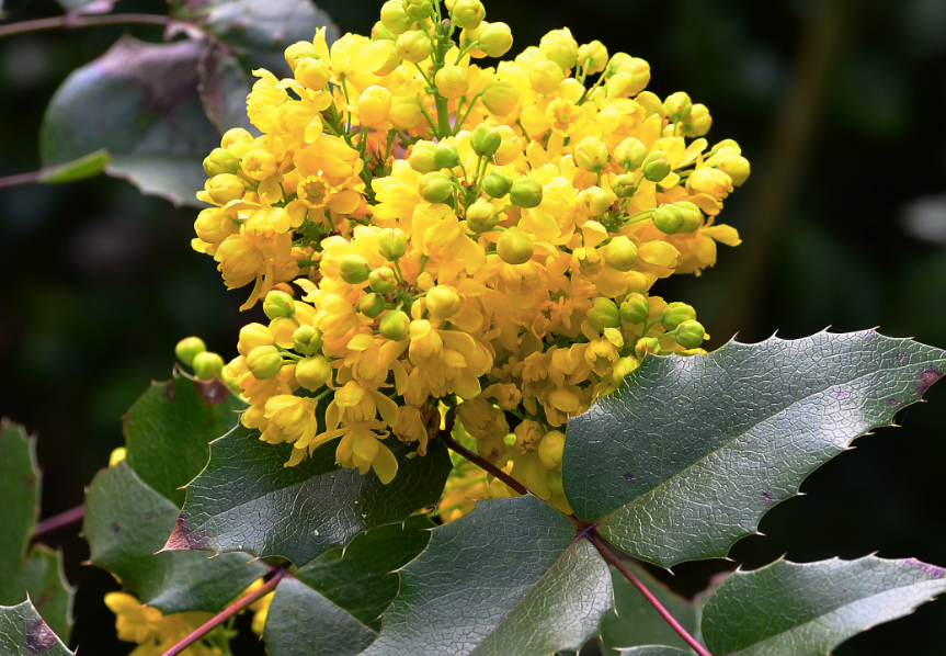 Oregon Grape Holly (Mahonia aquifolium) - 1 gallon
