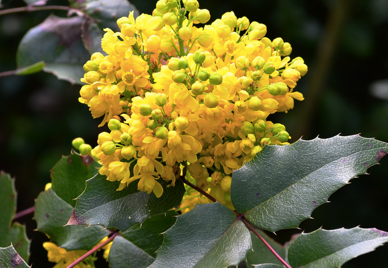 Oregon Grape Holly (Mahonia aquifolium) - 1 gallon