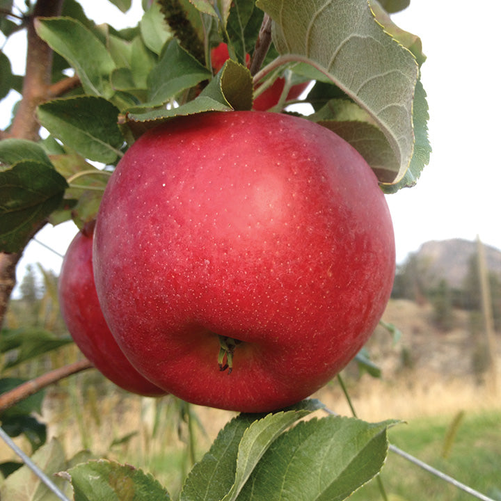 Royal Red Honeycrisp Apple (Malus 'Fruit Royal Red Honeycrisp') - 5 gallon 60"