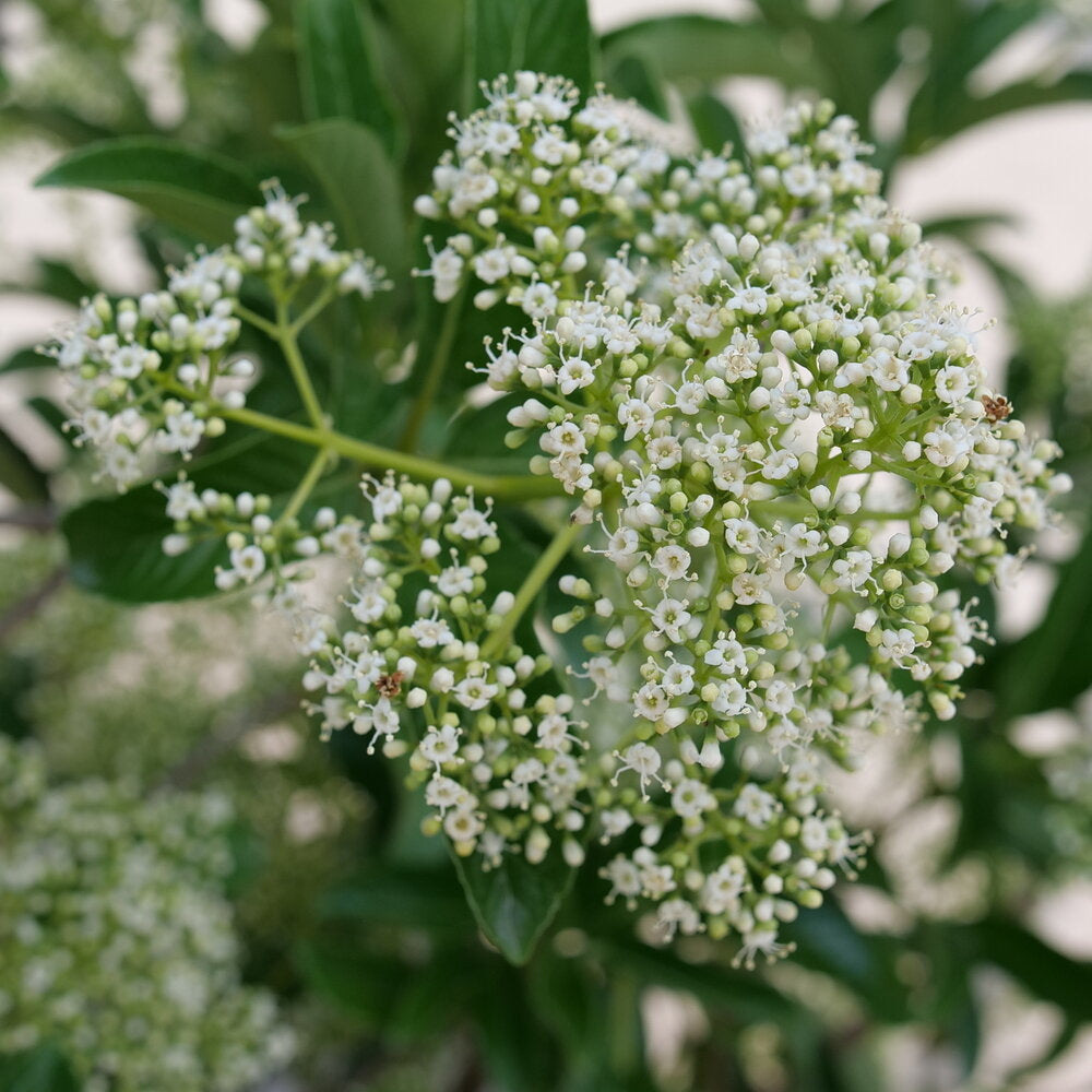 Yardline® Viburnum (VIBURNUM X YARDLINE) - QT