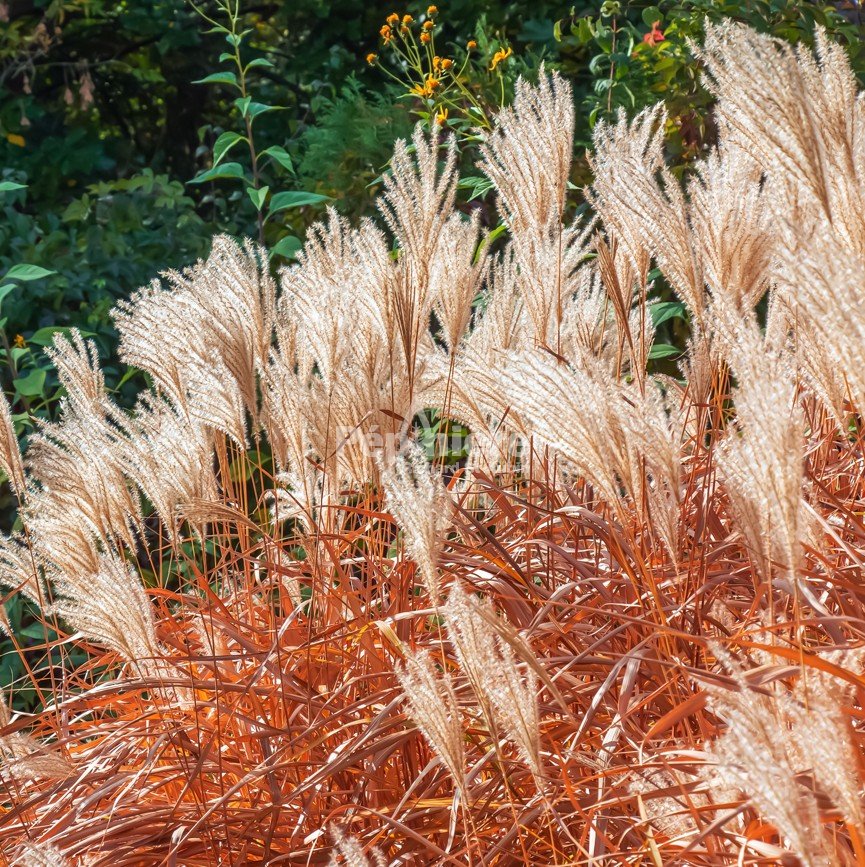 Fire Dragon Maiden Grass (Miscanthus sinensis 'Fire Dragon') - QT