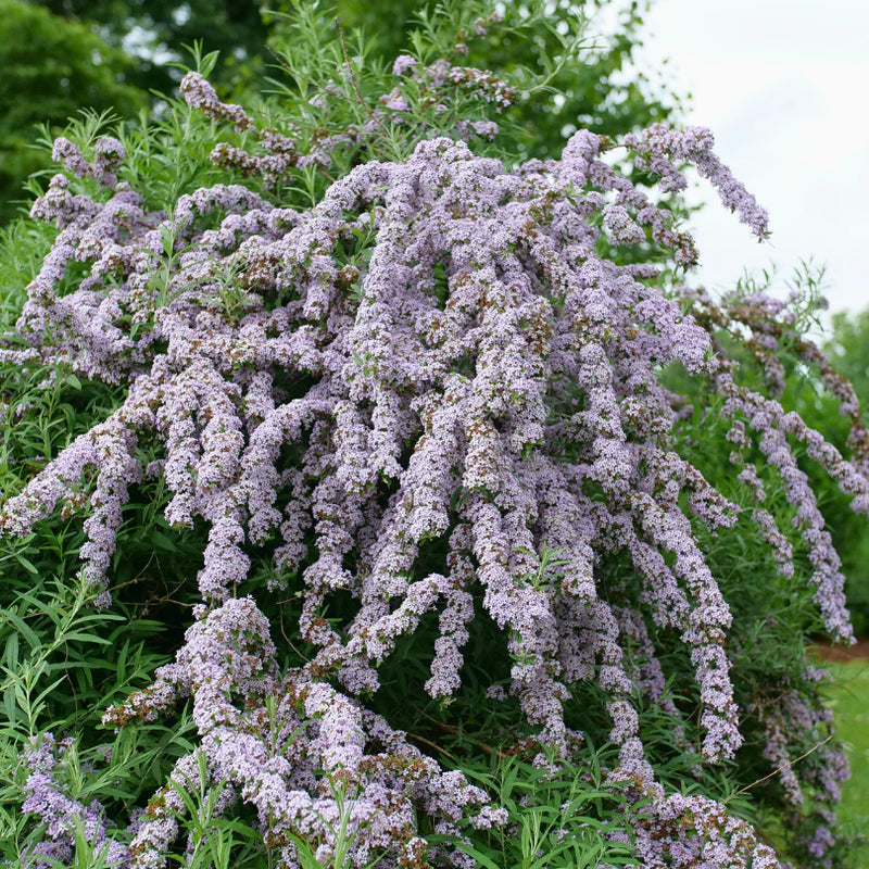 Mop Top® Butterfly Bush (BUDDLEIA ALT MOP TOP) - QT