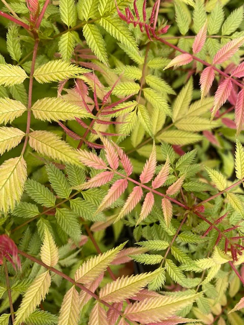 Mr. Mustard® False Spirea (SORBARIA MR. MUSTARD) - QT