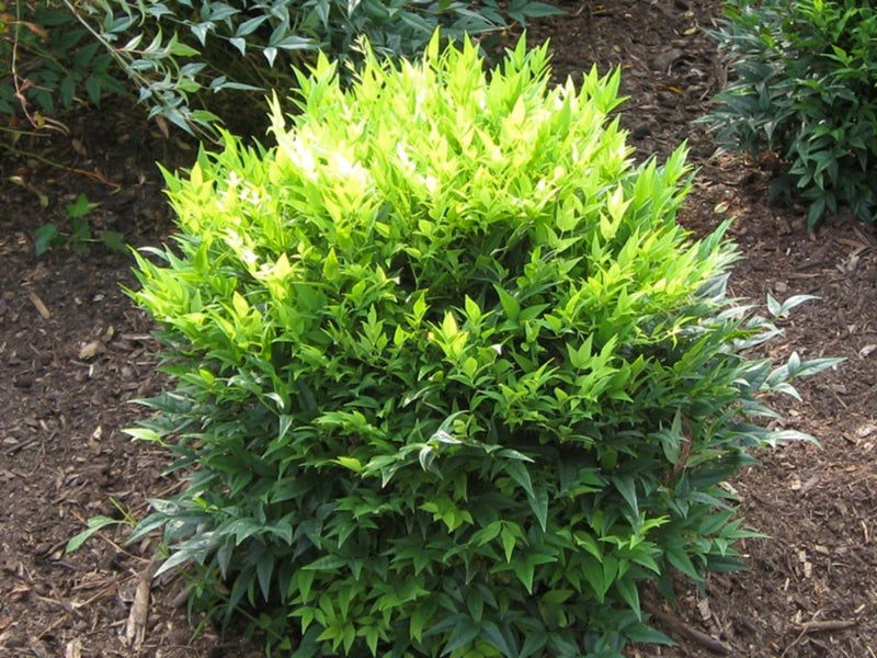 Lemon Lime Nandina (NANDINA LEMON LIME) - 3 gallon