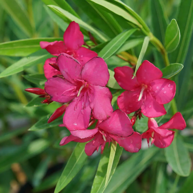 Austin Pretty Limits® Oleander (NERIUM AUSTIN PRETTY LIMITS) - QT