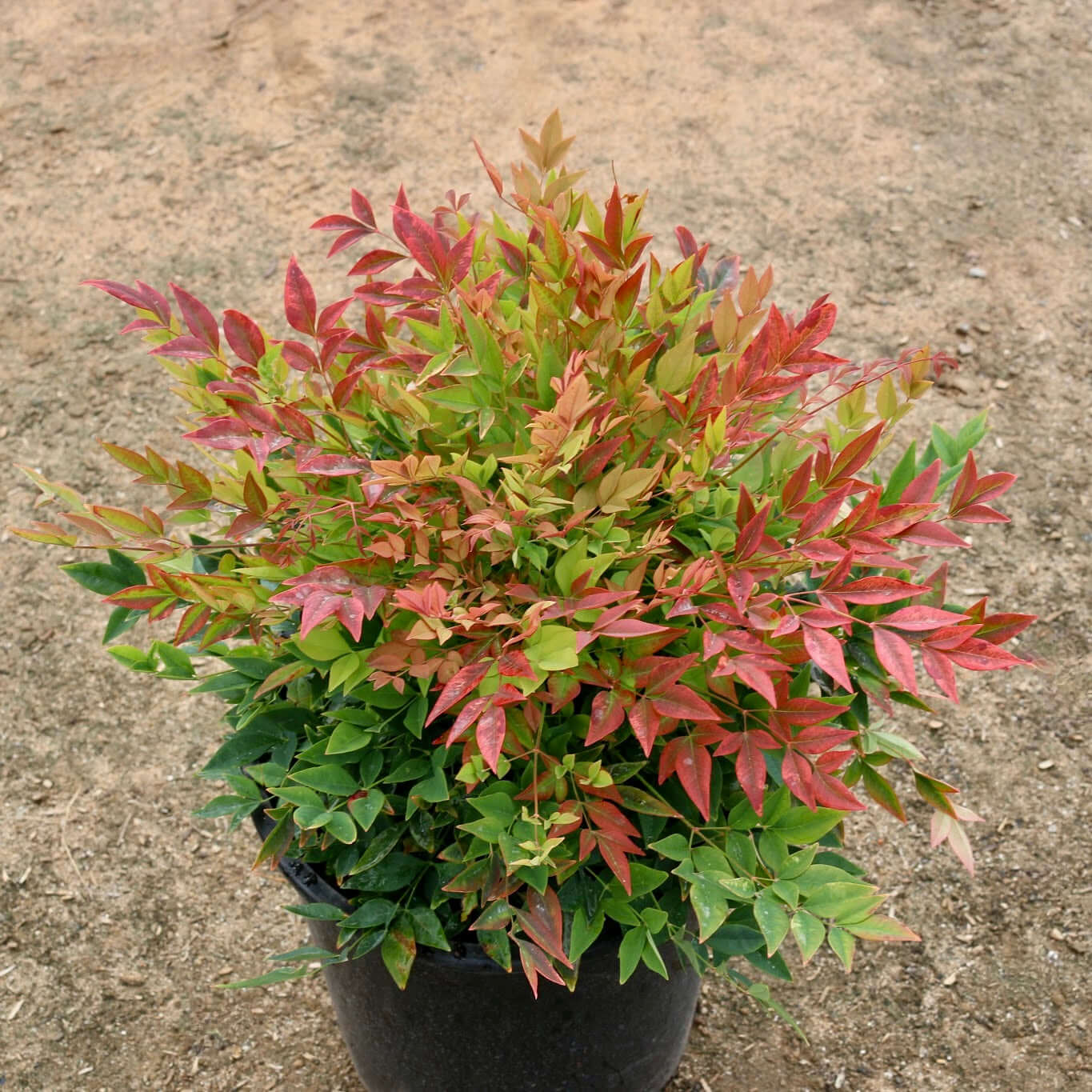 Gulf Stream Heavenly Bamboo (Nandina domestica 'Gulf Stream') - 1 gallon