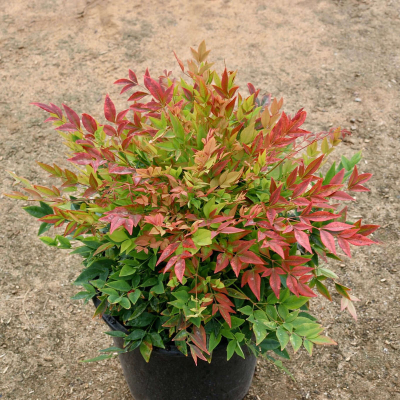 Gulf Stream Heavenly Bamboo (Nandina domestica 'Gulf Stream') - 1 gallon