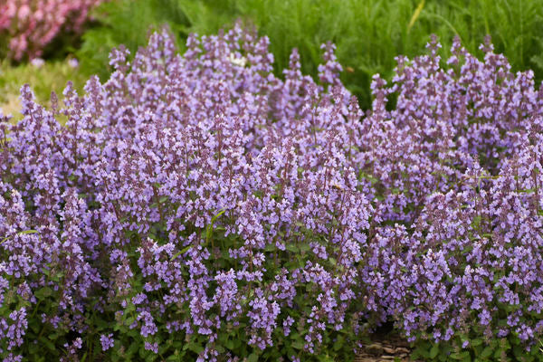 Cat's Pajamas Catmint (Nepeta x 'Cats Pajamas') - QT