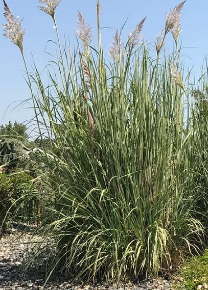 Ravennae Grass | Northern Pampas Grass (Saccharum ravennae) - 3 gallon