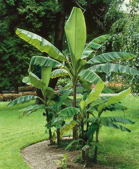 Northern Wonder™ Banana (Musa basjoo 'Northern Wonder') - 2 gallon