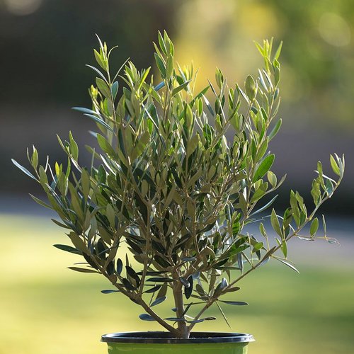Arbequina Olive Tree (OLEA EUROPEA ARBEQUINA) - 3 gallon