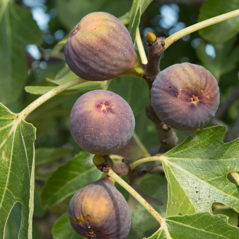 Olympian Fig (Ficus carica 'Olympian') - 3 gallon 12"